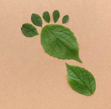 folhas e formarem o formato de um pé
